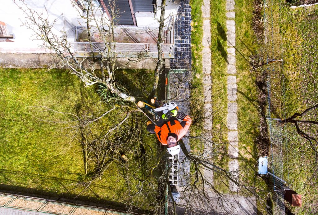 Lumberjack with chainsaw and harness pruning a tree.